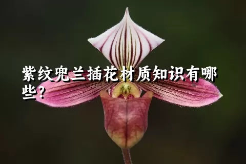 紫纹兜兰插花材质知识有哪些？