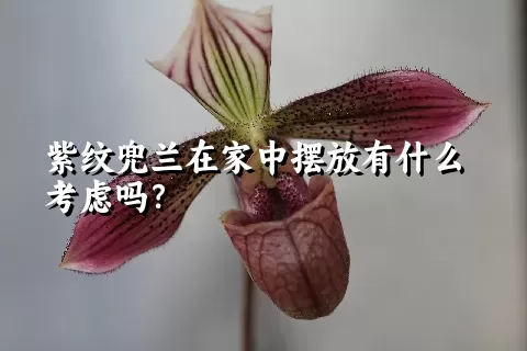 紫纹兜兰在家中摆放有什么考虑吗？