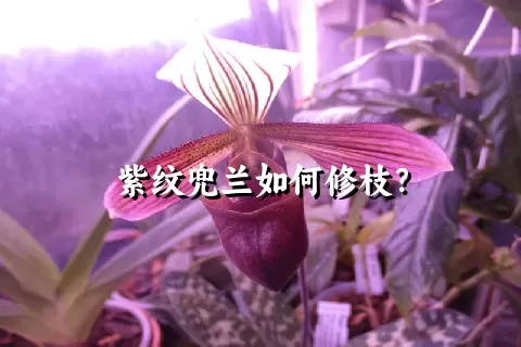 紫纹兜兰如何修枝？