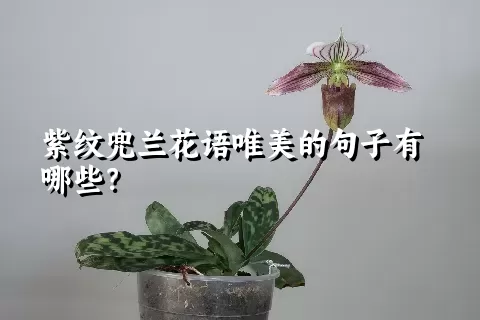 紫纹兜兰花语唯美的句子有哪些？