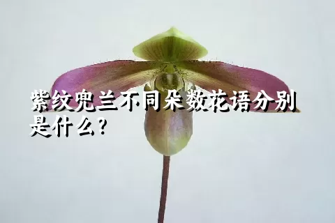 紫纹兜兰不同朵数花语分别是什么？