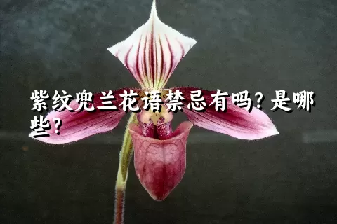 紫纹兜兰花语禁忌有吗？是哪些？