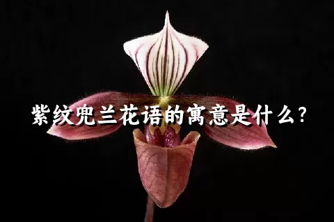 紫纹兜兰花语的寓意是什么？