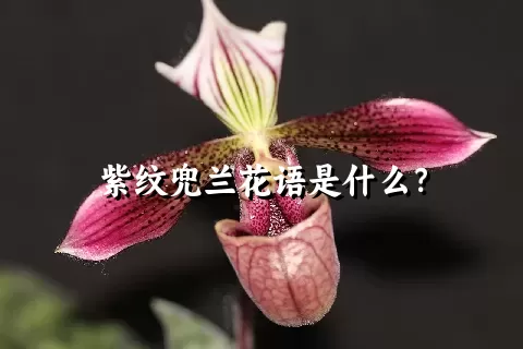 紫纹兜兰花语是什么？