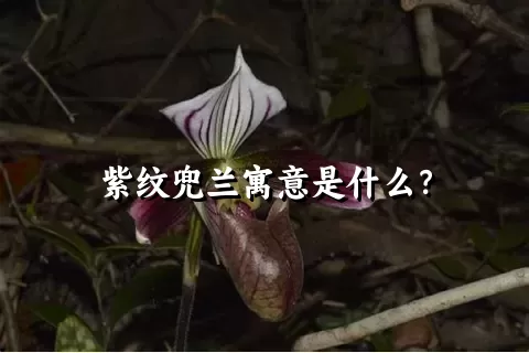 紫纹兜兰寓意是什么？