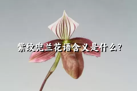 紫纹兜兰花语含义是什么？