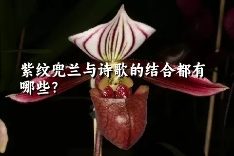 紫纹兜兰与诗歌的结合都有哪些？