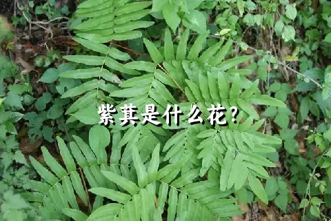 紫萁是什么花？