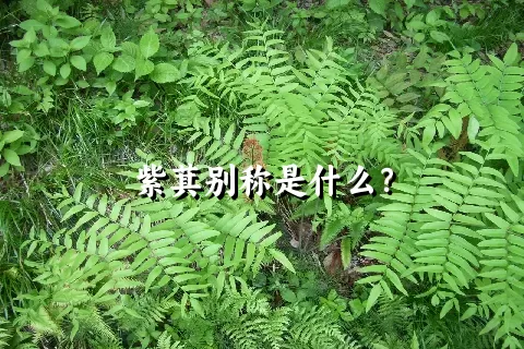 紫萁别称是什么？