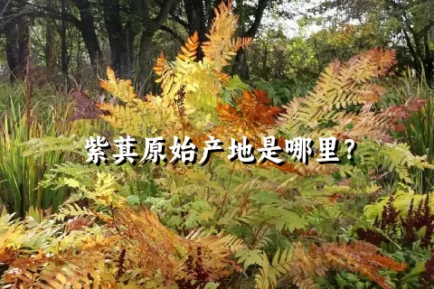 紫萁原始产地是哪里？