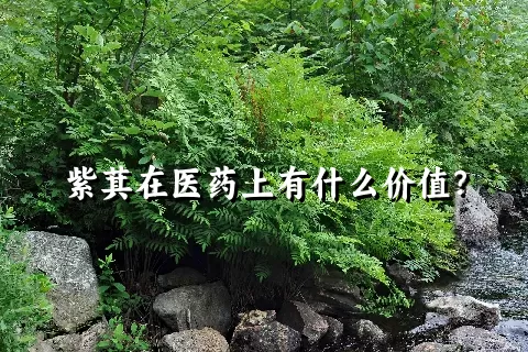 紫萁在医药上有什么价值？