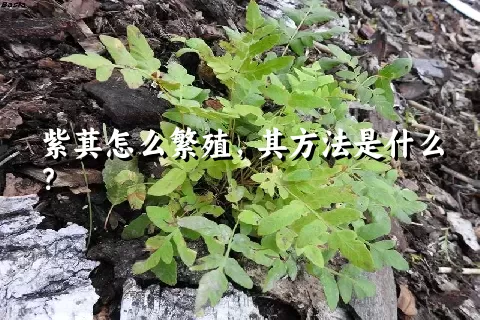 紫萁怎么繁殖，其方法是什么？