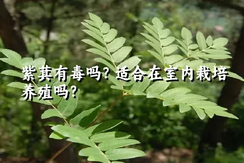 紫萁有毒吗？适合在室内栽培养殖吗？