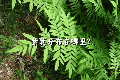 紫萁分布在哪里?