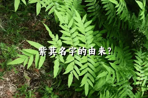 紫萁名字的由来？