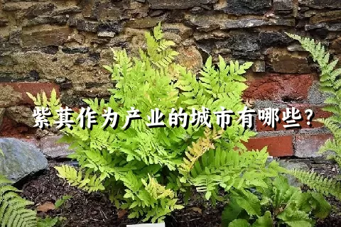 紫萁作为产业的城市有哪些？