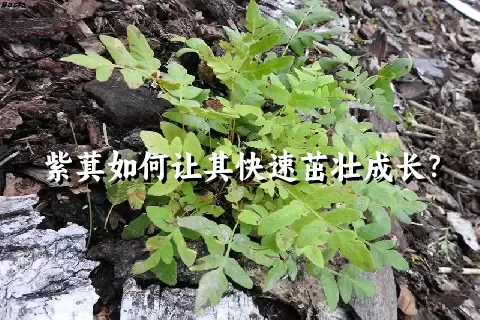 紫萁如何让其快速茁壮成长？