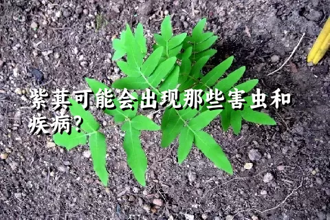 紫萁可能会出现那些害虫和疾病？