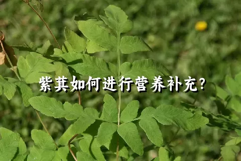 紫萁如何进行营养补充？