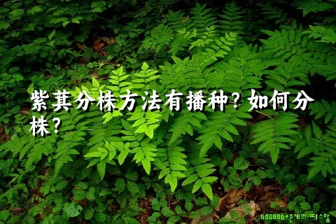 紫萁分株方法有播种？如何分株？