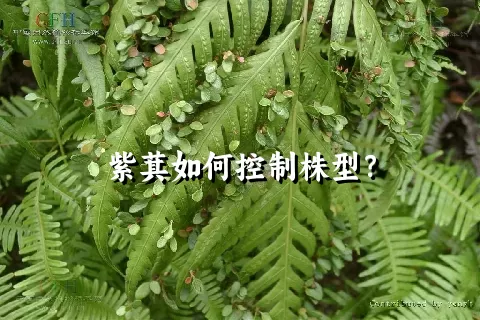 紫萁如何控制株型？