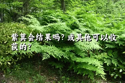 紫萁会结果吗？或其他可以收获的？