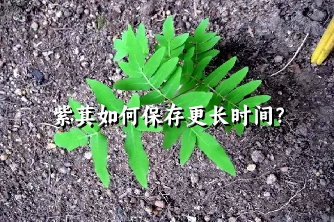 紫萁如何保存更长时间？