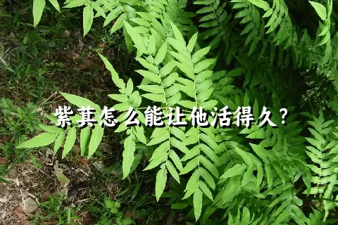 紫萁怎么能让他活得久？