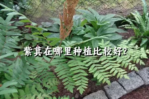 紫萁在哪里种植比较好？