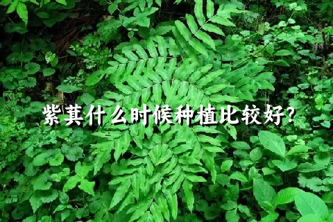 紫萁什么时候种植比较好？