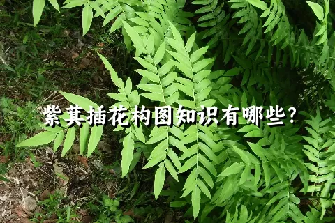 紫萁插花构图知识有哪些？