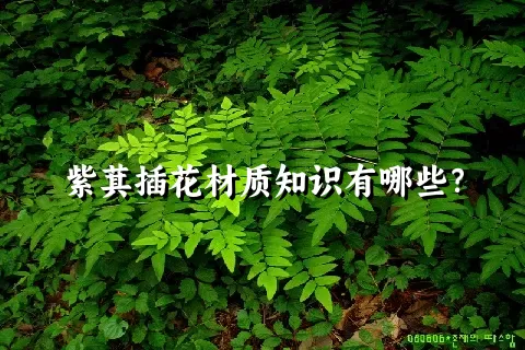 紫萁插花材质知识有哪些？