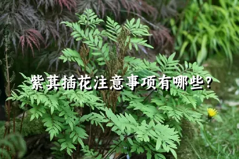 紫萁插花注意事项有哪些？