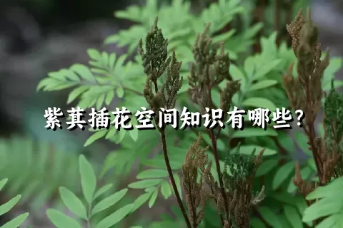 紫萁插花空间知识有哪些？