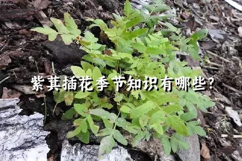 紫萁插花季节知识有哪些？