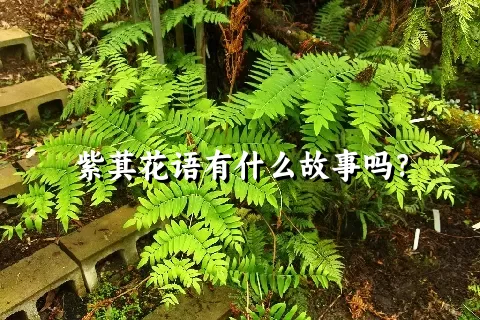 紫萁花语有什么故事吗？