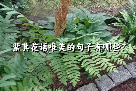 紫萁花语唯美的句子有哪些？