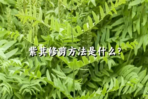 紫萁修剪方法是什么？