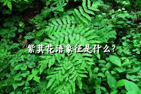 紫萁花语象征是什么？