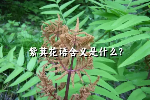 紫萁花语含义是什么？