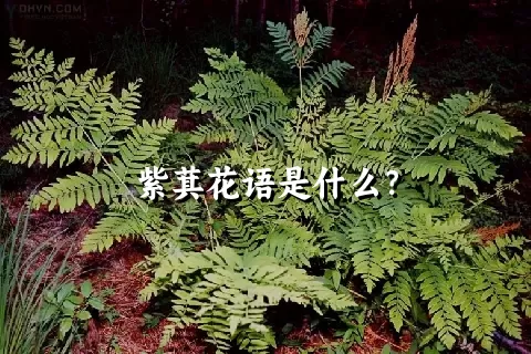 紫萁花语是什么？