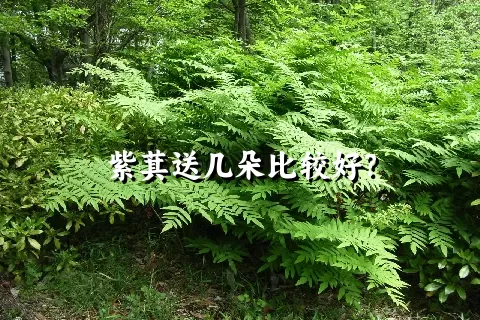 紫萁送几朵比较好？