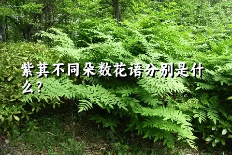 紫萁不同朵数花语分别是什么？