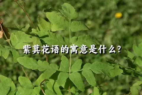 紫萁花语的寓意是什么？