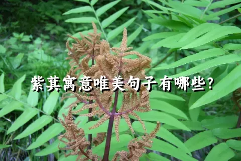 紫萁寓意唯美句子有哪些？