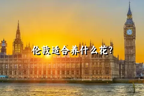 伦敦适合养什么花？