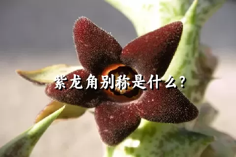 紫龙角别称是什么？