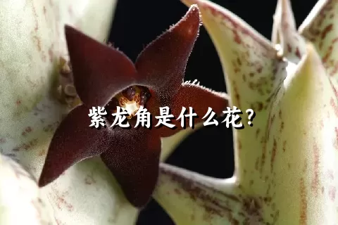 紫龙角是什么花？