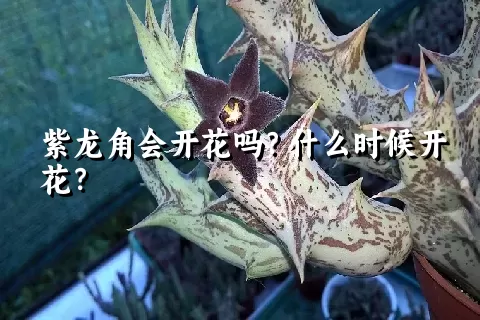 紫龙角会开花吗？什么时候开花？