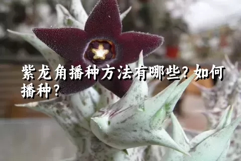 紫龙角播种方法有哪些？如何播种？